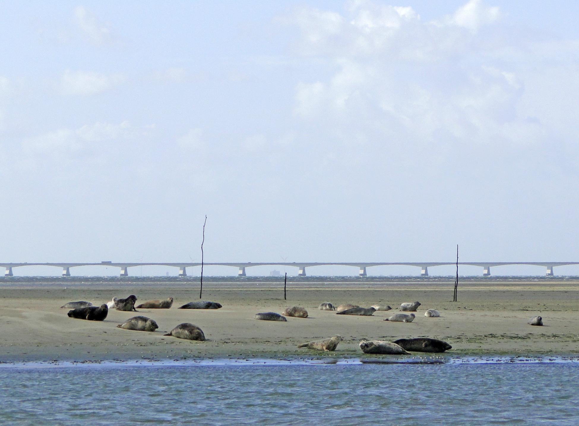 Zeehonden op de Galgenplaat Zeehonden op de Galgenplaat