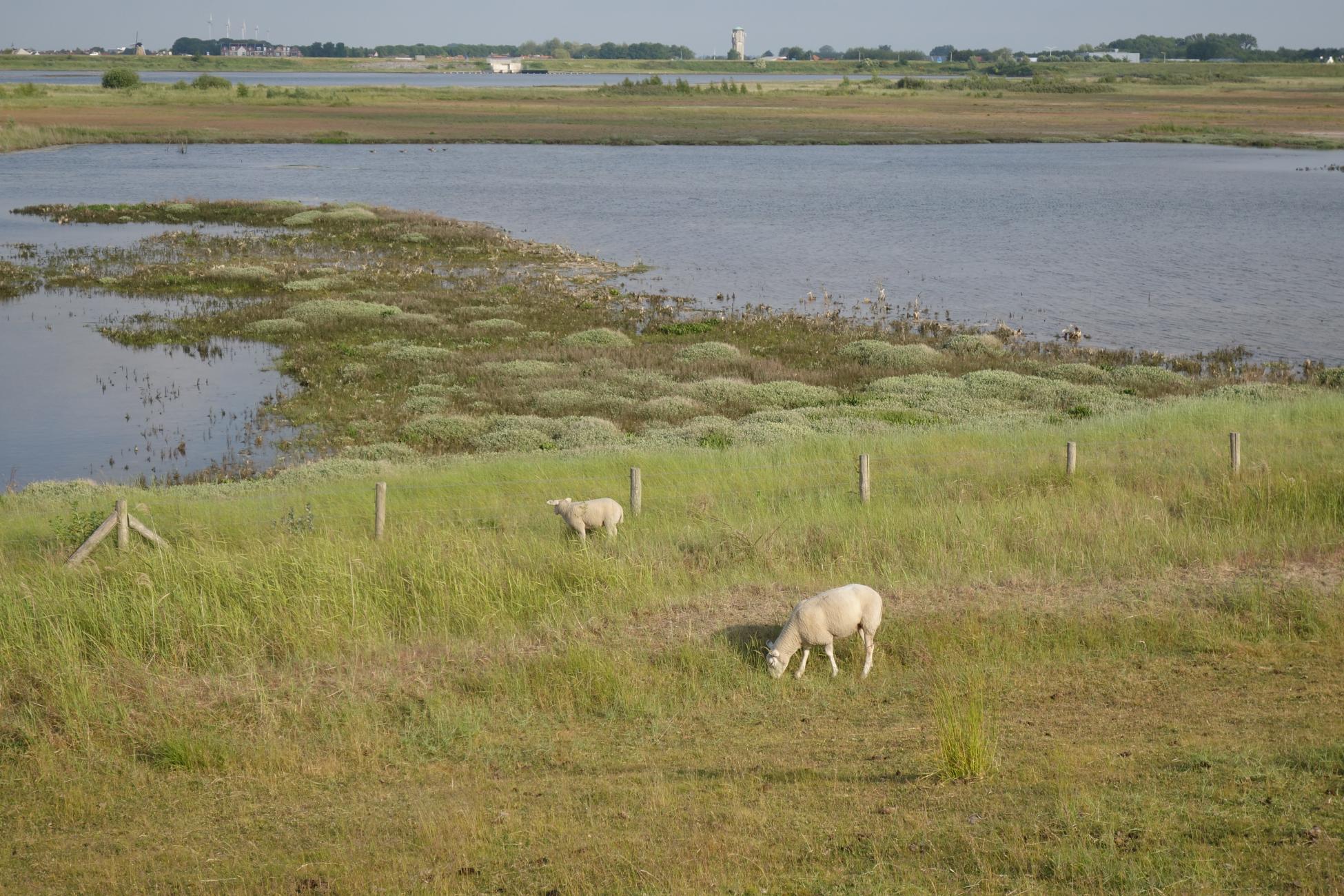 Gezicht over het Rammegors op Sint Philipsland Gezicht over het Rammegors op Sint Philipsland