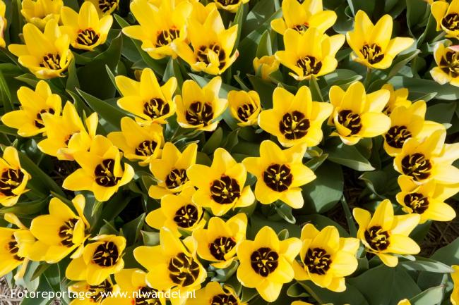 Groene Wissel Egmond aan den Hoef