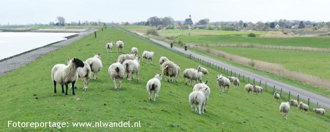 Zee- en inlaagdijk Hoedekenskerke