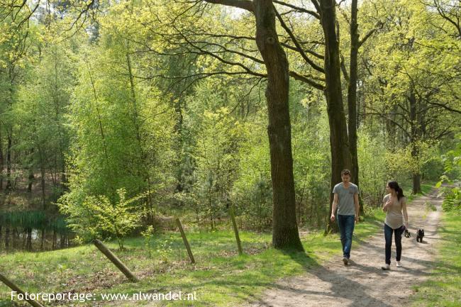 Geeneindse Heide, bos