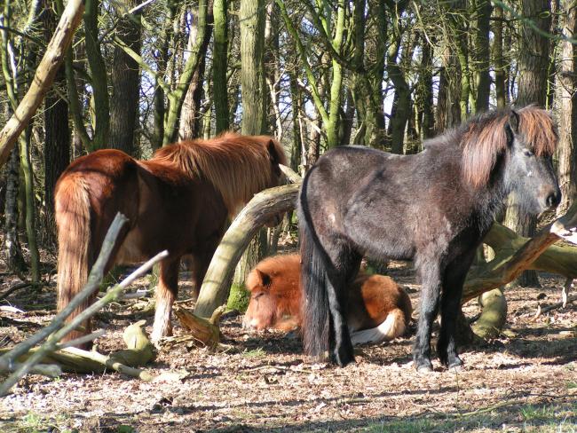 IJslandse paarden