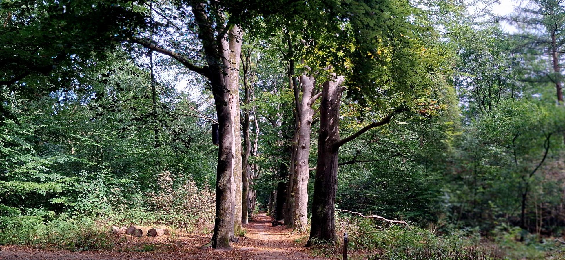 Foto wandeling