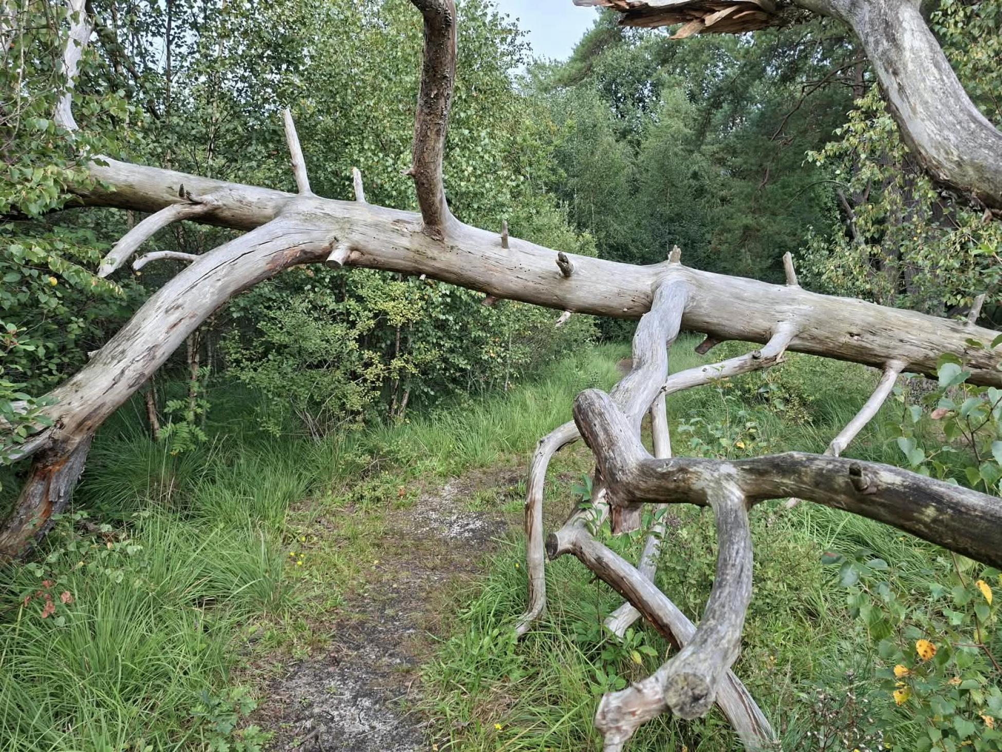 Foto wandeling