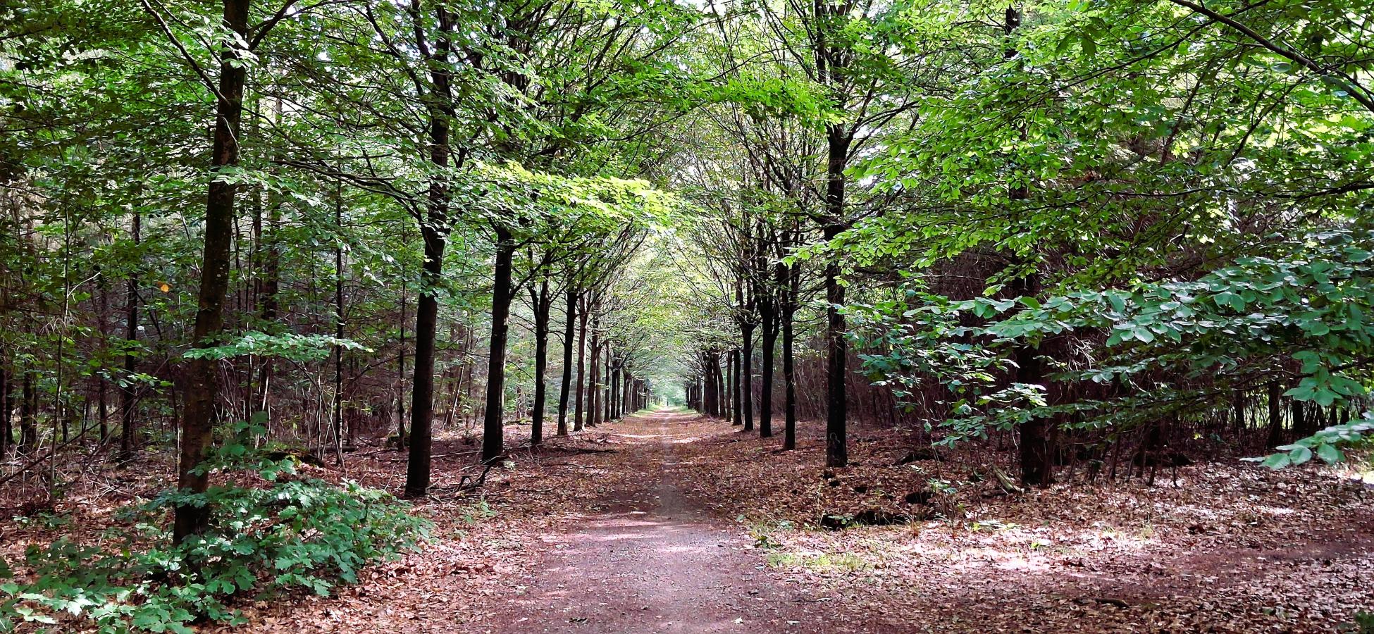 Foto wandeling