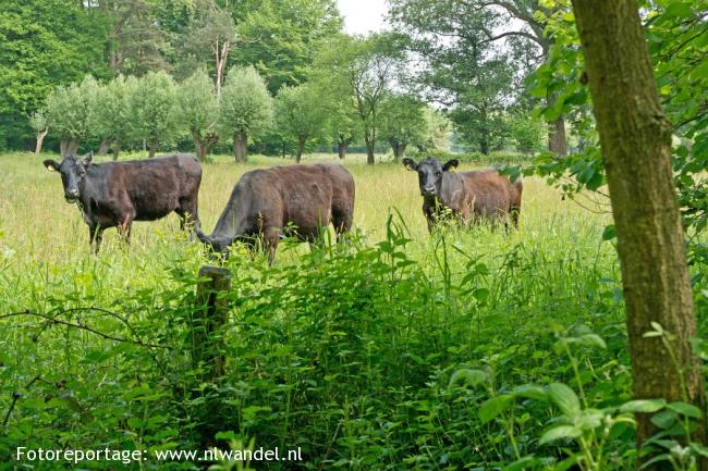 Groene Wissel Best 2