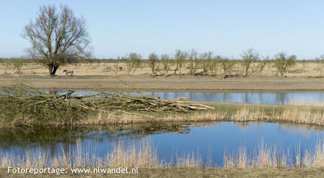 OV-Stapper Oostvaardersplassen