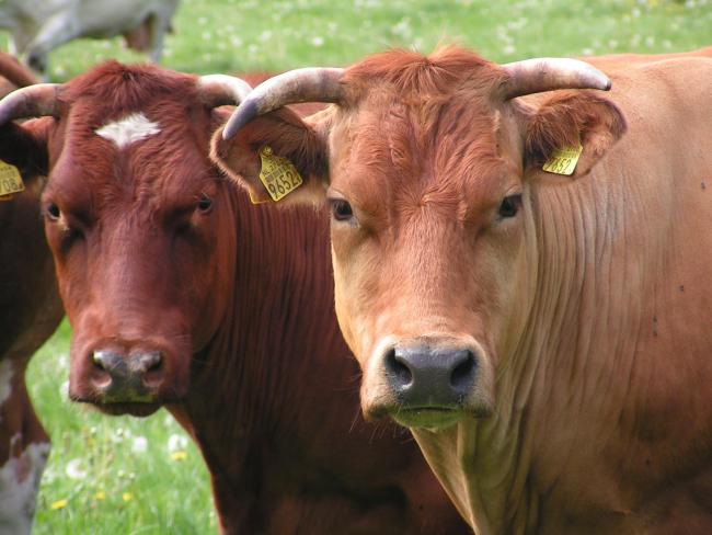  Bewoners van de Bunthorst