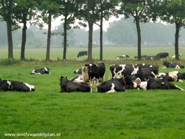 Trage Tocht Dalfsen Hessum
