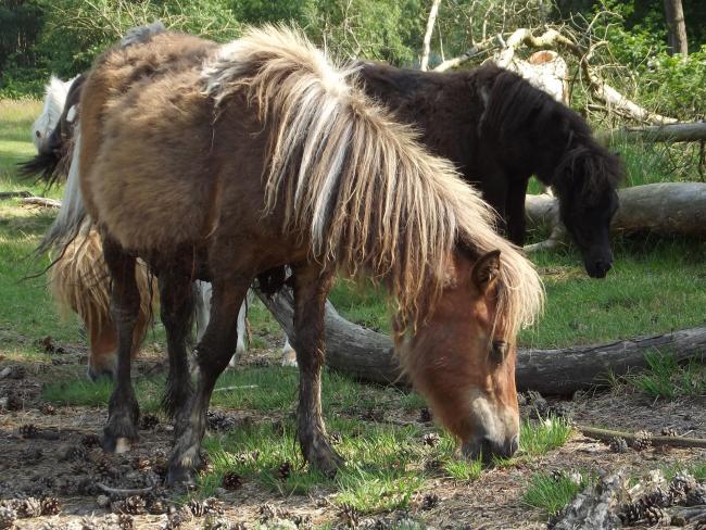  IJslandse paarden