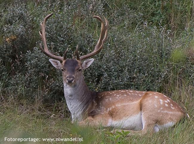 Groene Wissel Vogelenzang 2