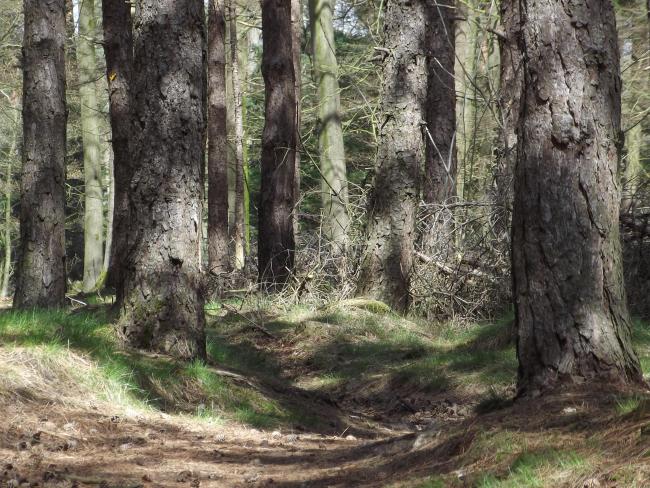 Liesselse bos
