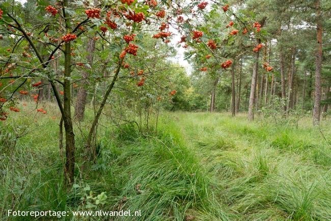 Groene Wissel Chaam