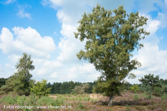 Groene Wissel Alphen NB