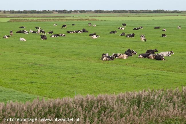 Groene Wissel Schiermonnikoog 4