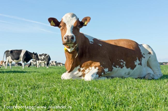 Groene Wissel Terschelling: Hoorn