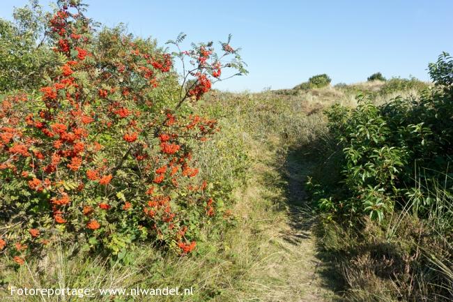 Groene Wissel Terschelling: Lies