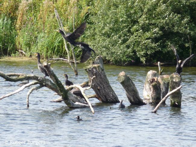 Aalscholvers bij het Vogelmeer