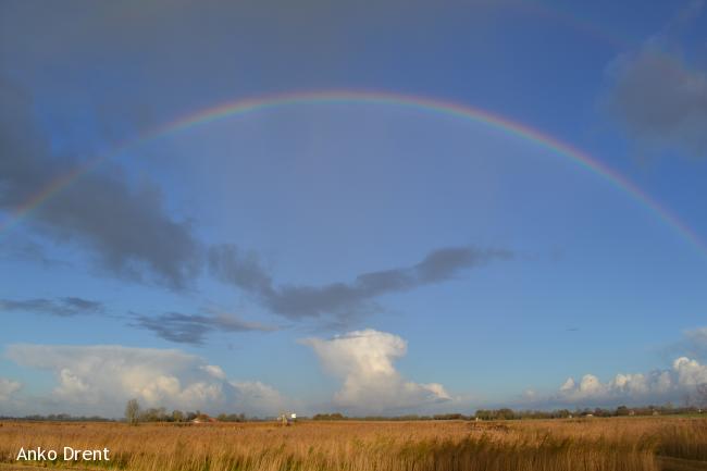 regenboog boven het veld bij Ossenzijl