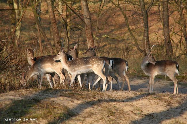 Wildlife-wandeling A'damse Waterleidingduinen