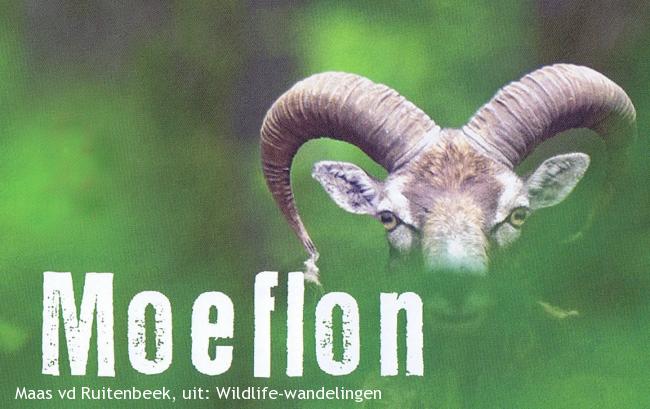 Wildlife-wandeling De Hoge Veluwe