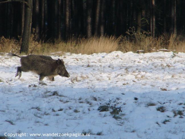 Wildlife-wandeling Laag-Soeren
