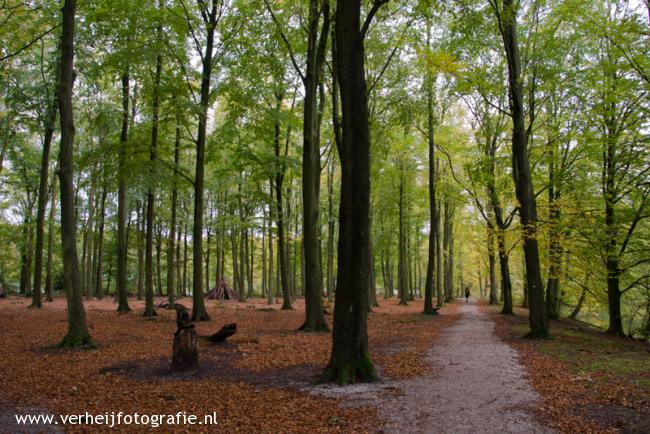 het Haagse Bos