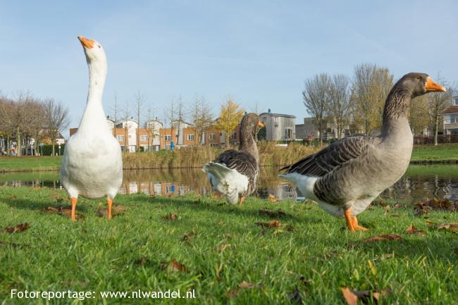 Zeewolde, Weteringplein