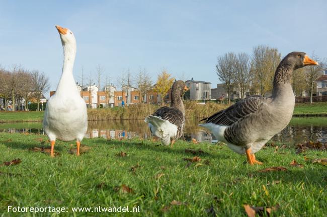 Groene Wissel Zeewolde