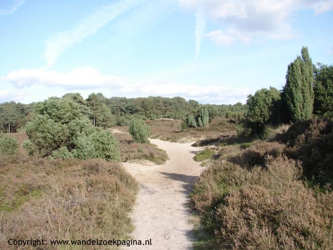 Jeneverbesstruiken op het Lheebroekerzand