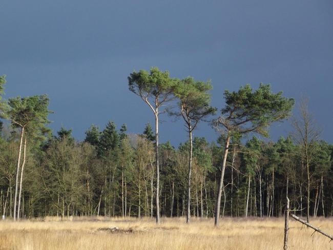 De grote cirkel