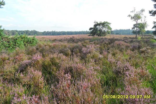 Vennentocht Stiphoutse bossen