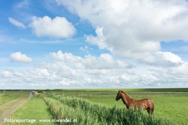 Groene Wissel Ameland, Buren