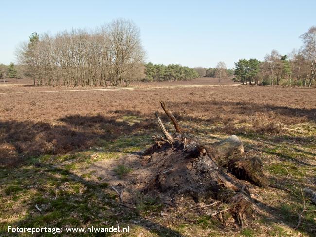 NS-wandeling Wezepsche Heide