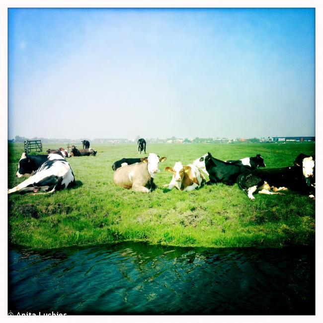 Koeien langs de Tiendweg