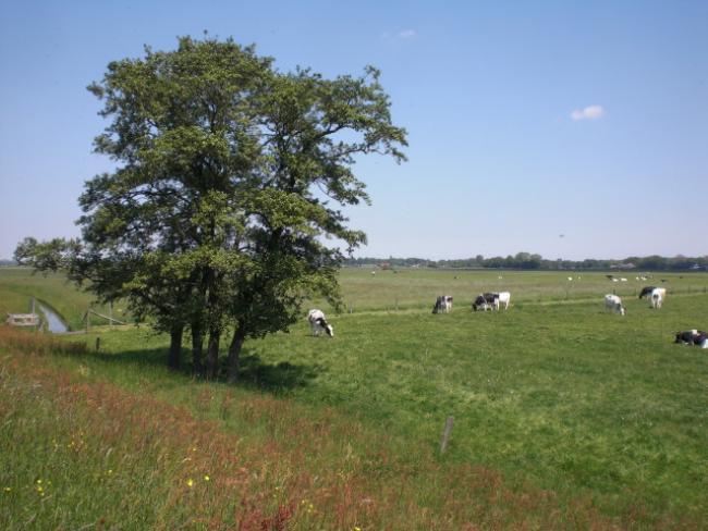 Landschap vanaf de Kerkdijk op weg naar Elburg