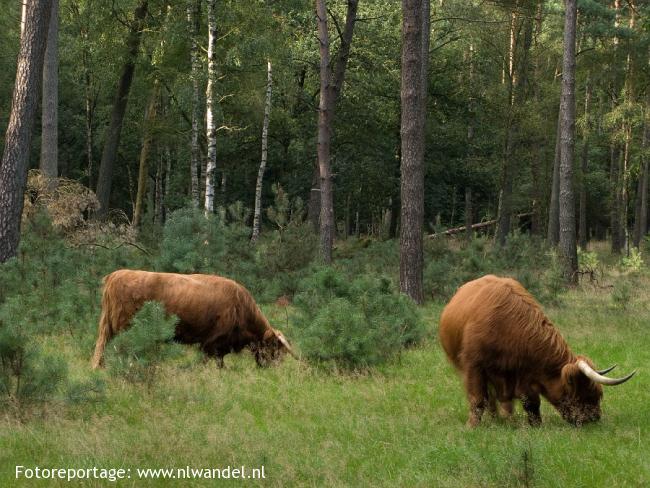De grasmaaiers van het bos; Schotse Hooglanders