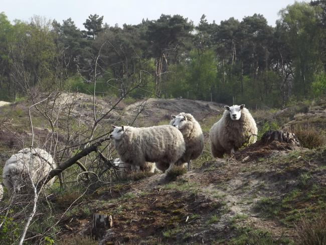 Stuifduinlandschap in Schadijkse Bossen