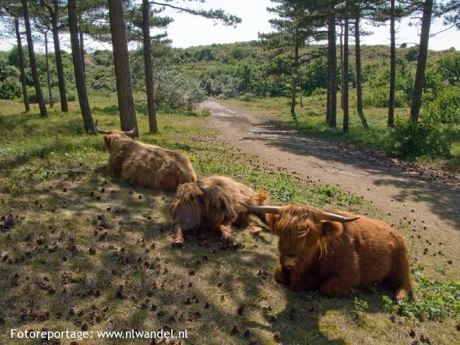 Schotse Hooglanders