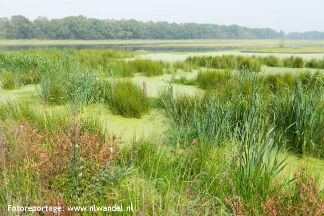 Groene Wissel Griendtsveen