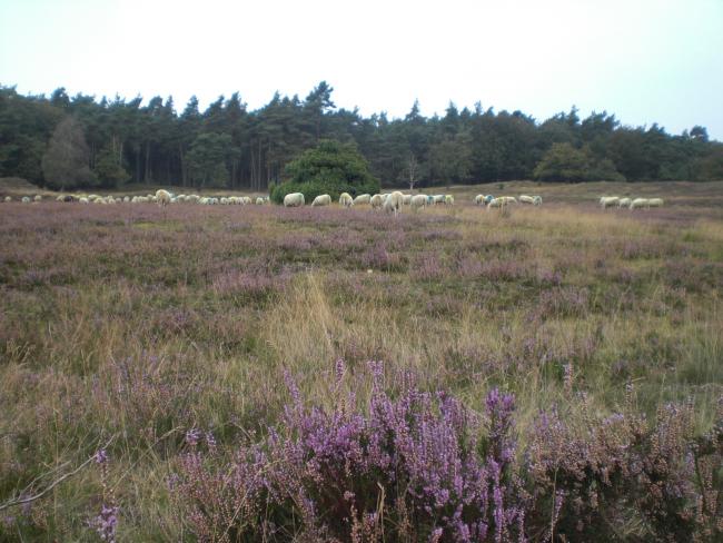 De schapen op de heide van de Loenermark 