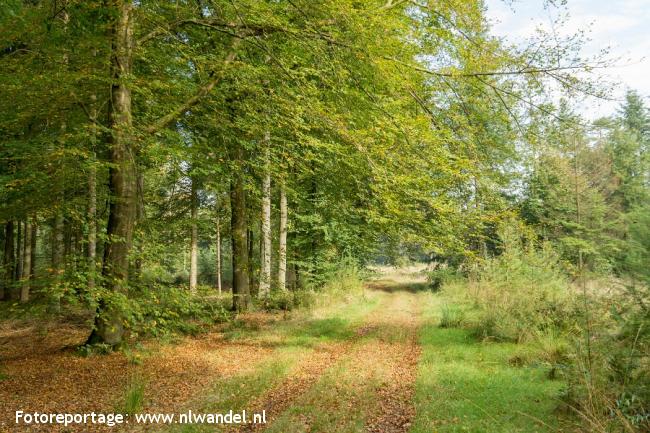 Boswachterij Hooghalen