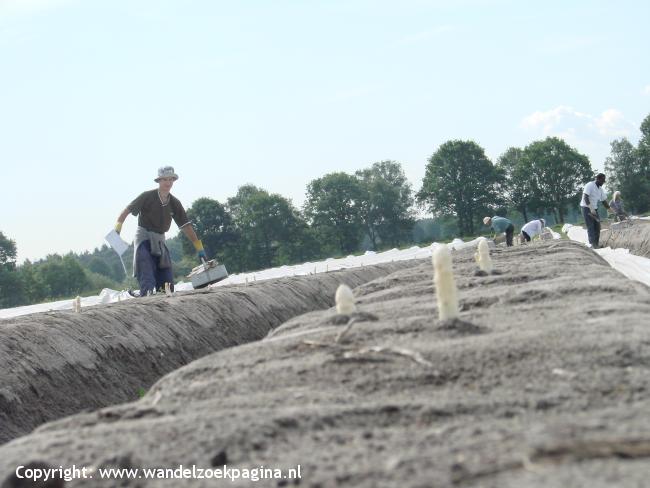 Asperges kopen en lopen