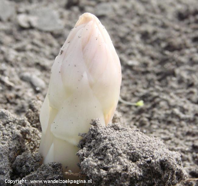 Aspergepad Superieur