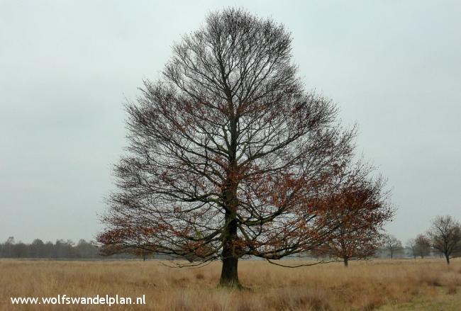 Trage Tocht Boswachterij Odoorn