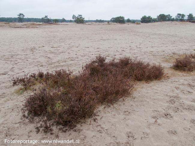 Lange Duinen