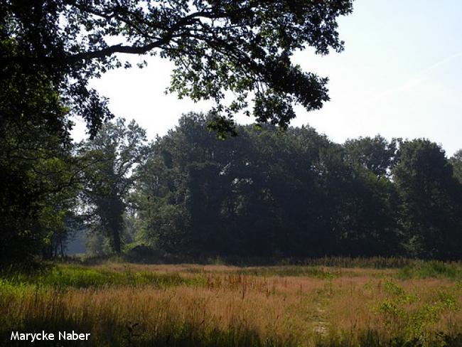 Natuurgebied langs Gammelkerbeek