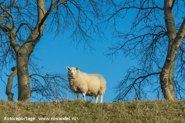 Zeeuws meisje