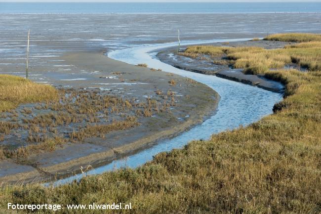 Oosterschelde, gorzen en slikken