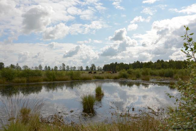 Engbertsdijksvenen